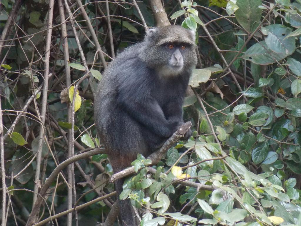 Songota Falls Lodge Arusha Eksteriør billede
