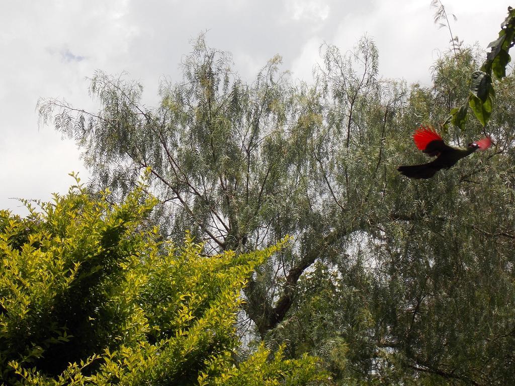 Songota Falls Lodge Arusha Værelse billede